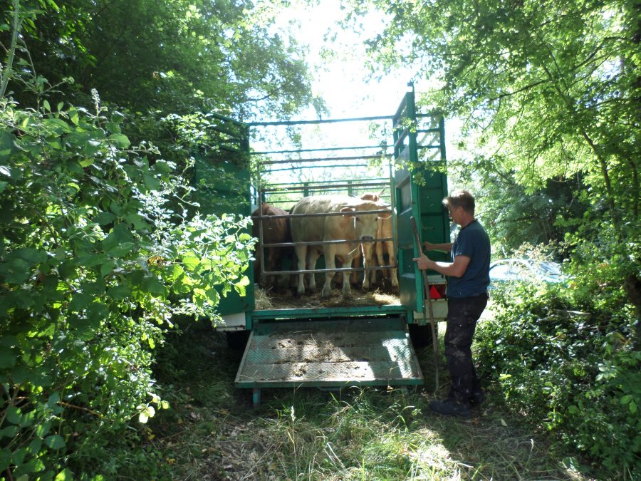 moving the cows