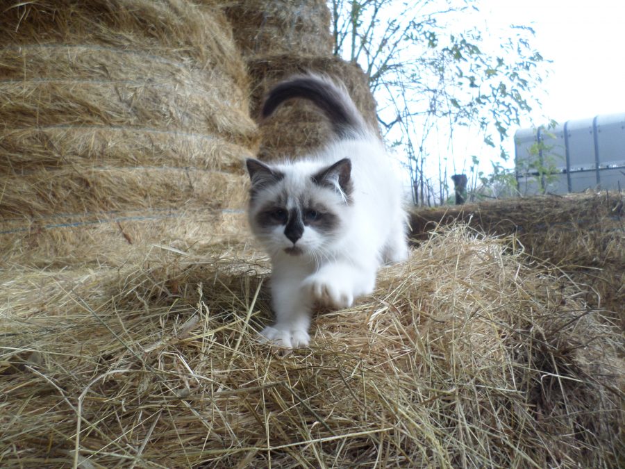 farm kitten 