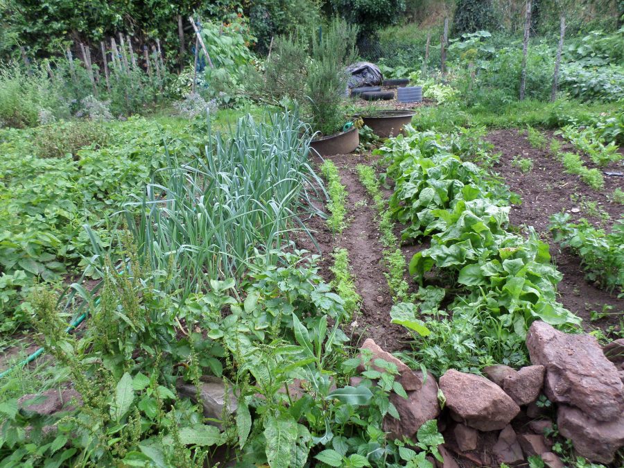 vegetable patch 