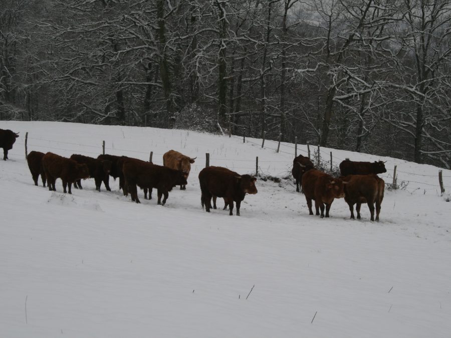 herd of cows