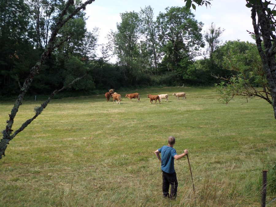 cows in the field