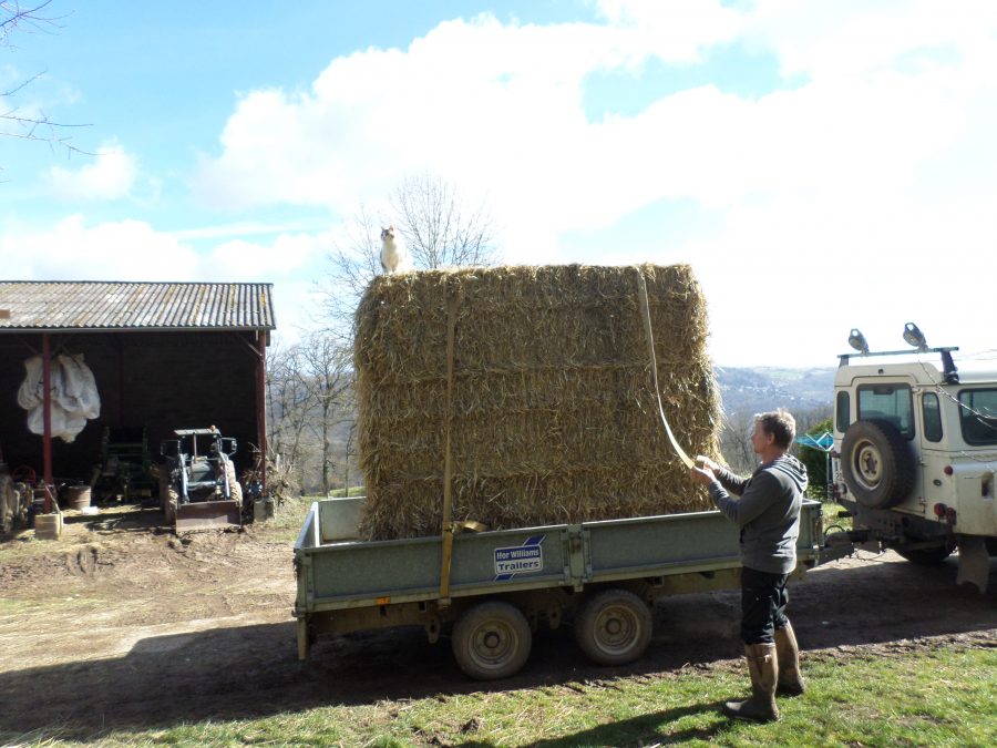 buying in straw