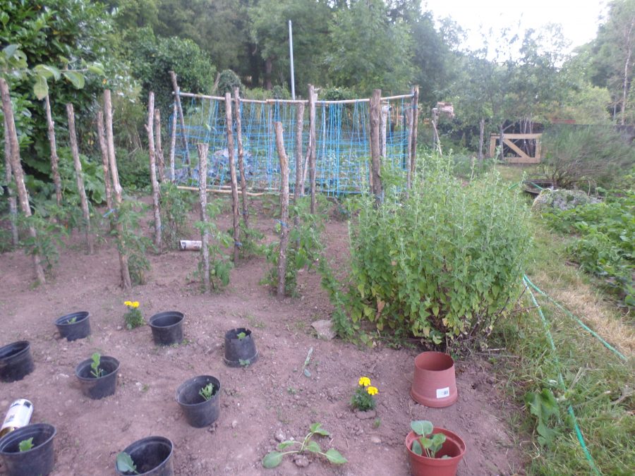 the vegetable garden 