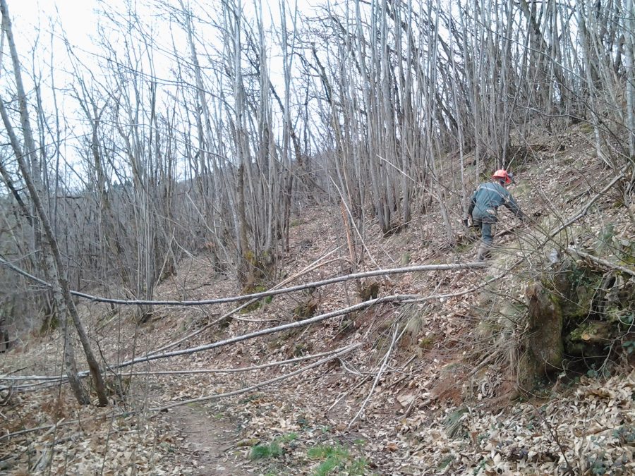 coppicing the woods 