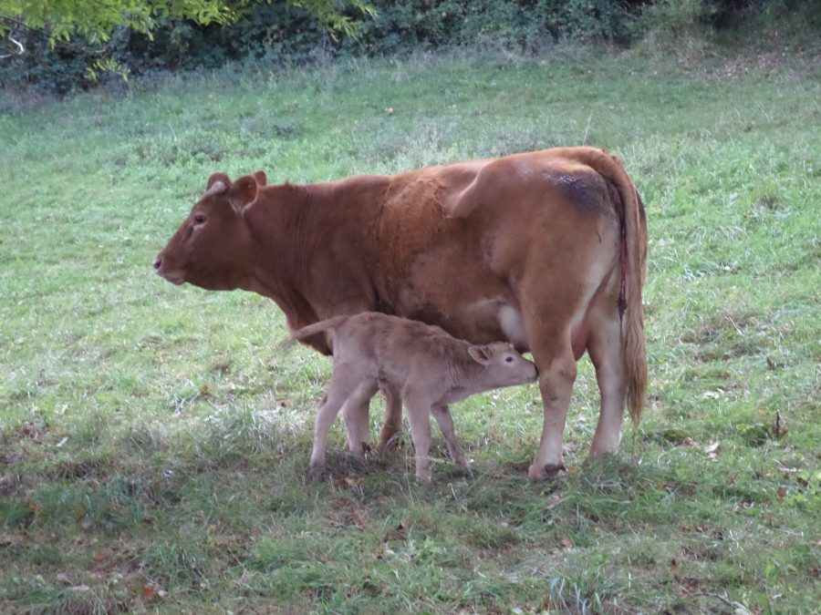 calving 