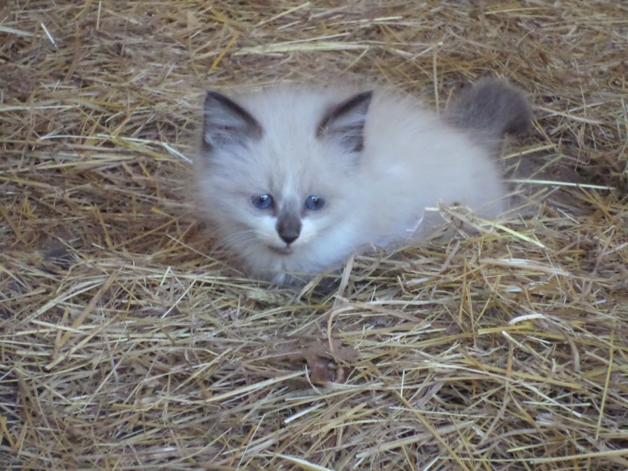 farm kitten 