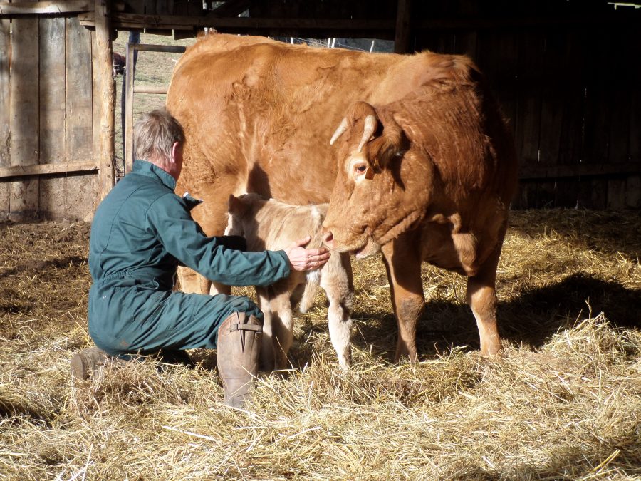 calving 