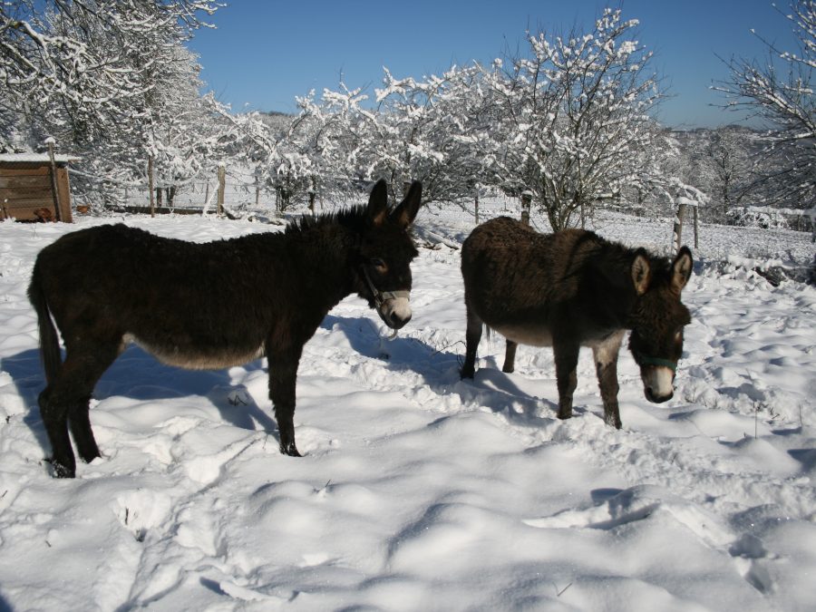 donkeys 