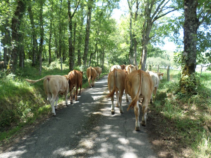 moving the cows