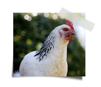 beef and chicken