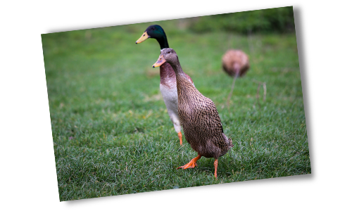 chickens and ducks