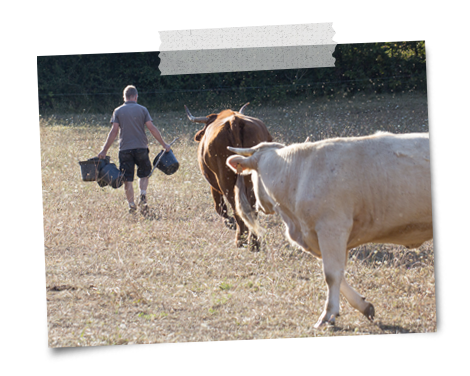 farm cows