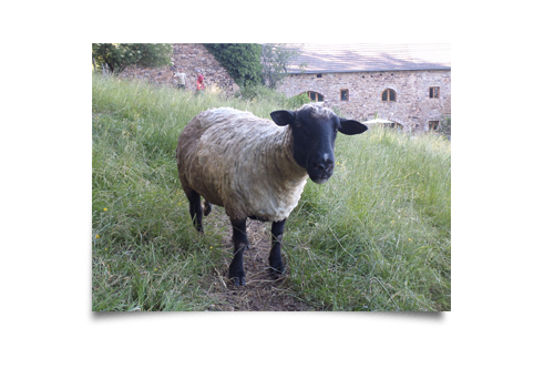 sheep