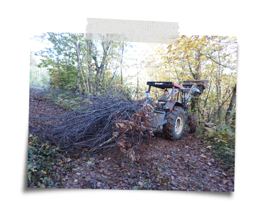 woodland managment at the farm 